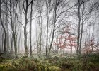 Erica Oram - Beech Sapling.jpg