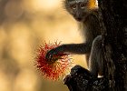 Joe Smeeton - Vervet with Firelily.jpg