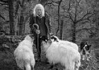 Tim Swetnam - The Sheep Whisperer.jpg