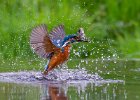 Poised Beauty In Action