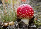 Fly Agaric : fungi