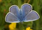 Common Blue male