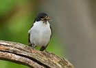 David Atkinson - Pied Flycatcher.jpg