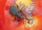 John Scholey - Vine Beetle on Tomato.jpg